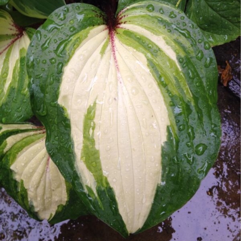 Plantain Lily Raspberry Sundae in the GardenTags plant encyclopedia