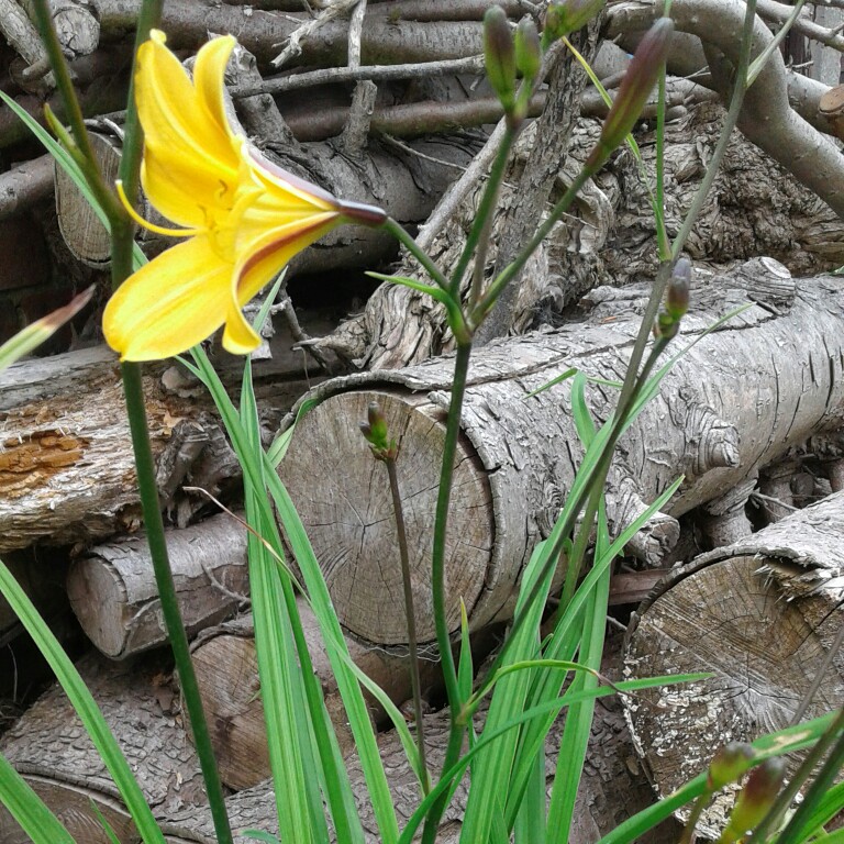 Daylily Golden Chimes in the GardenTags plant encyclopedia