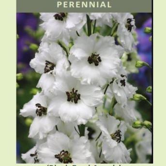 Delphinium Black Eyed Angels in the GardenTags plant encyclopedia