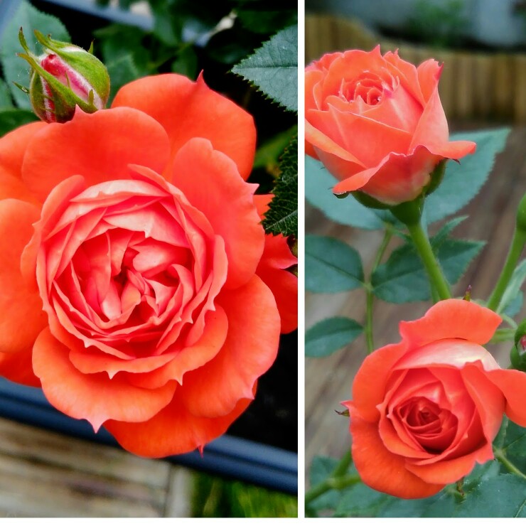 Rose Top Marks Patio Variety in the GardenTags plant encyclopedia