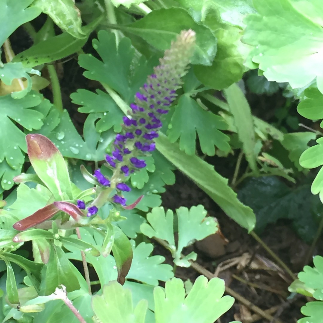 Spiked Speedwell Blue Carpet in the GardenTags plant encyclopedia