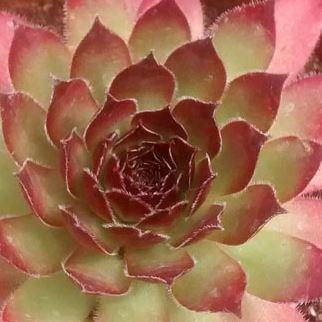 Sempervivum Simply Nightfall in the GardenTags plant encyclopedia