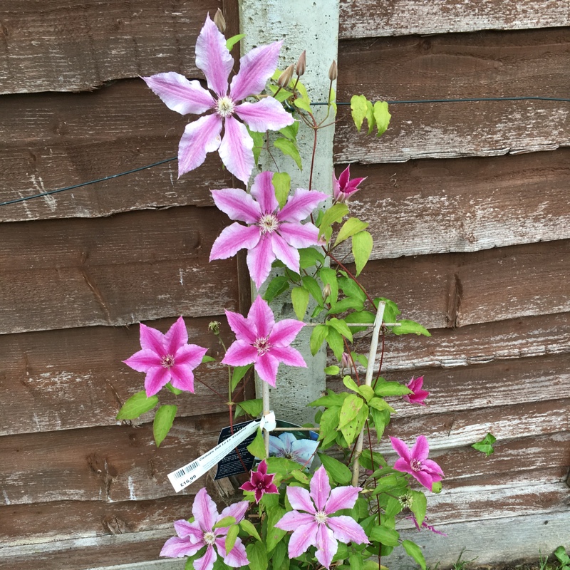 Clematis Ooh La La™ in the GardenTags plant encyclopedia