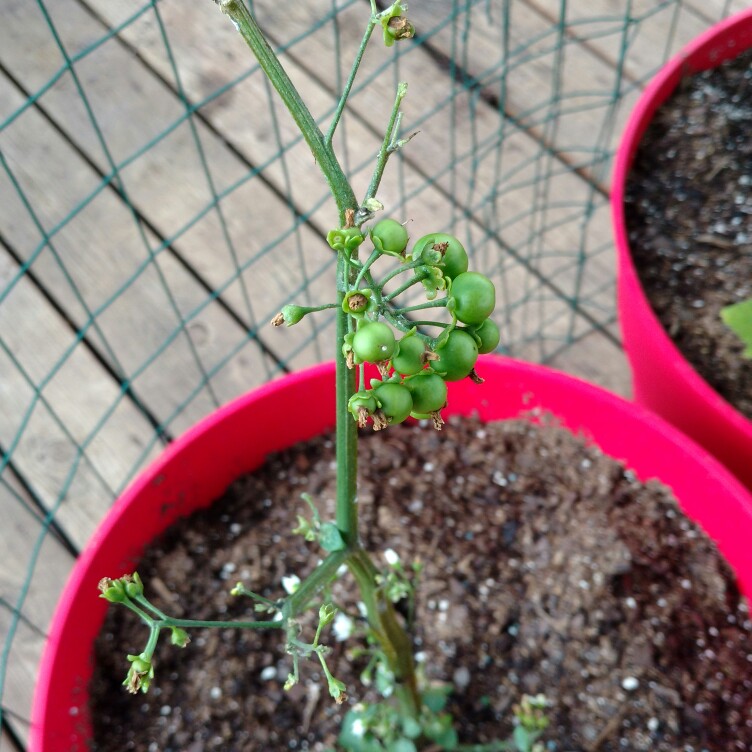 Huckleberry in the GardenTags plant encyclopedia