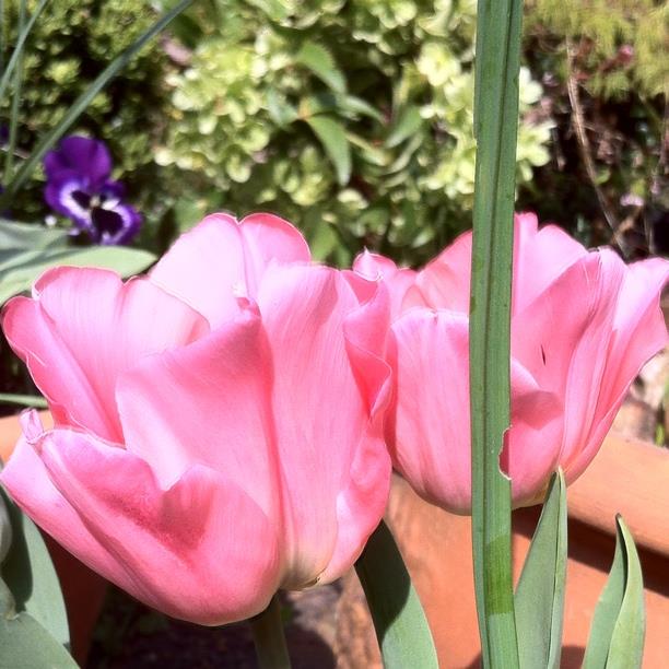 Tulip Beauty Queen (Single Early) in the GardenTags plant encyclopedia