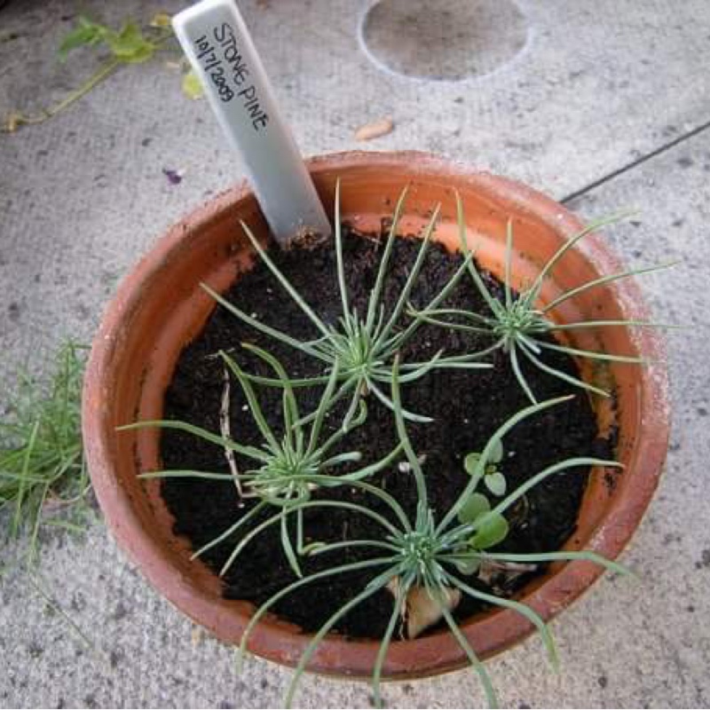 Stone Pine in the GardenTags plant encyclopedia