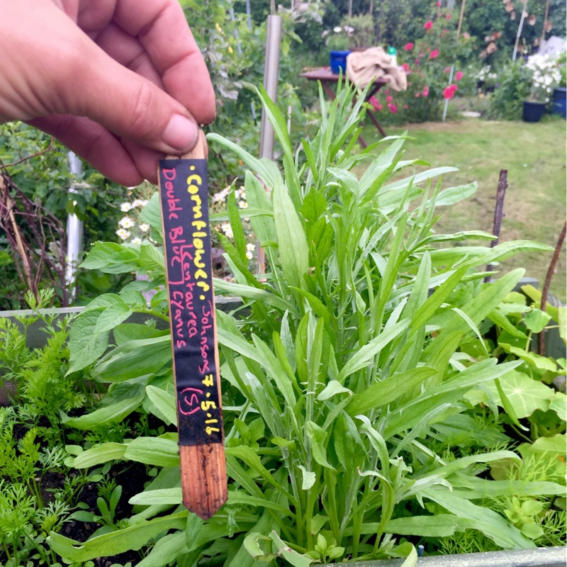 Cornflower Double Blue in the GardenTags plant encyclopedia