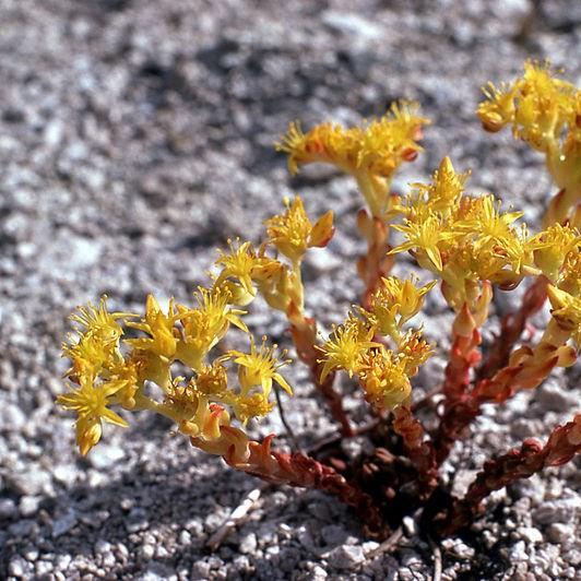 Yellow Stonecrop in the GardenTags plant encyclopedia