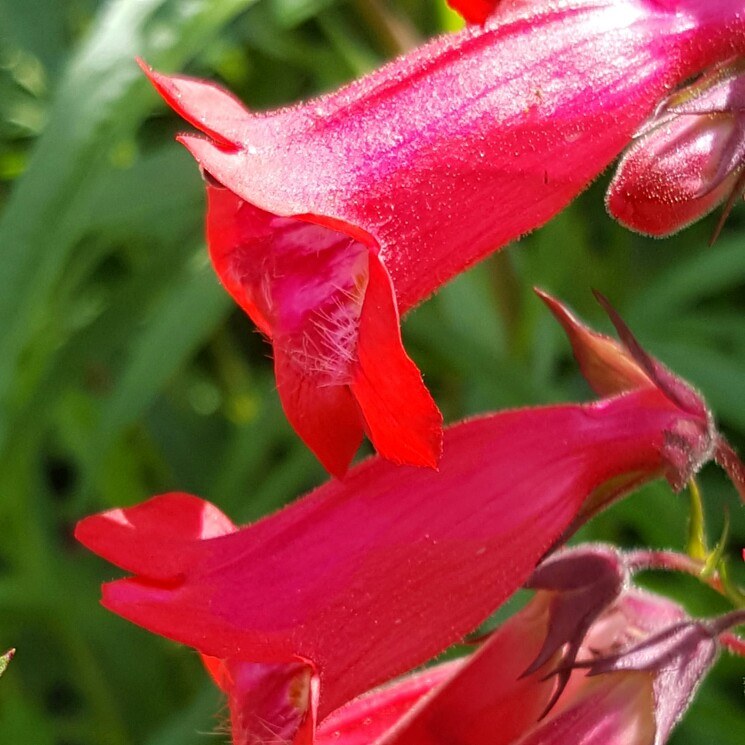 Beartongue Chester Scarlet in the GardenTags plant encyclopedia