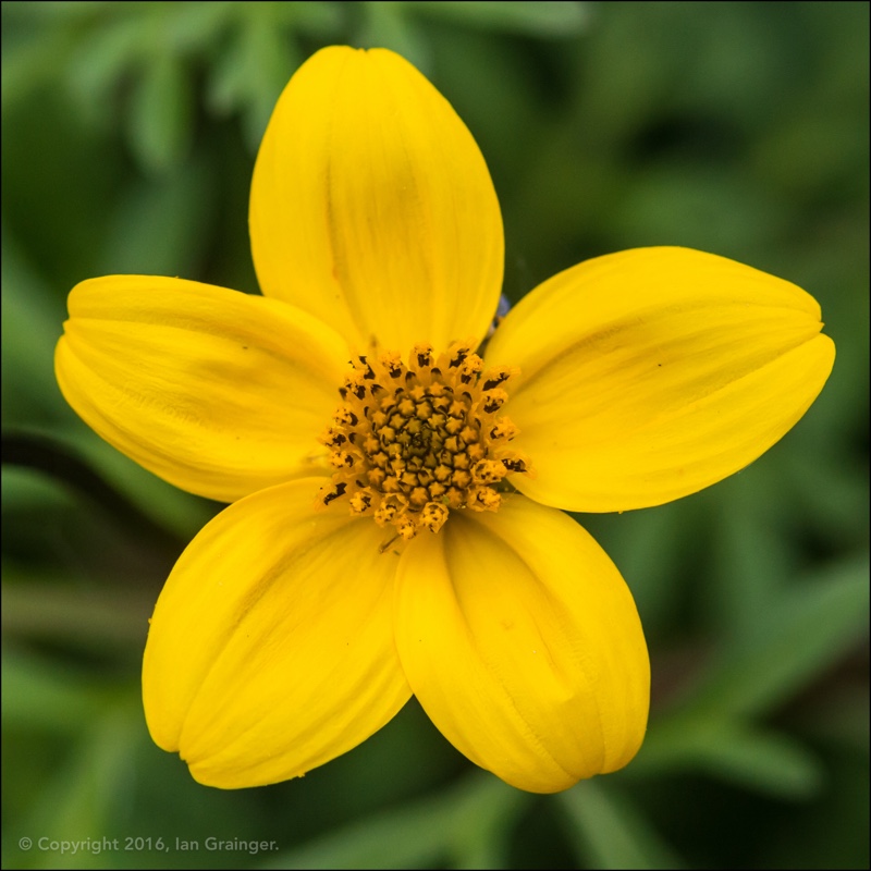 Beggarticks in the GardenTags plant encyclopedia