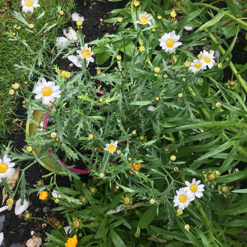 Canary Marguerite Daisy in the GardenTags plant encyclopedia