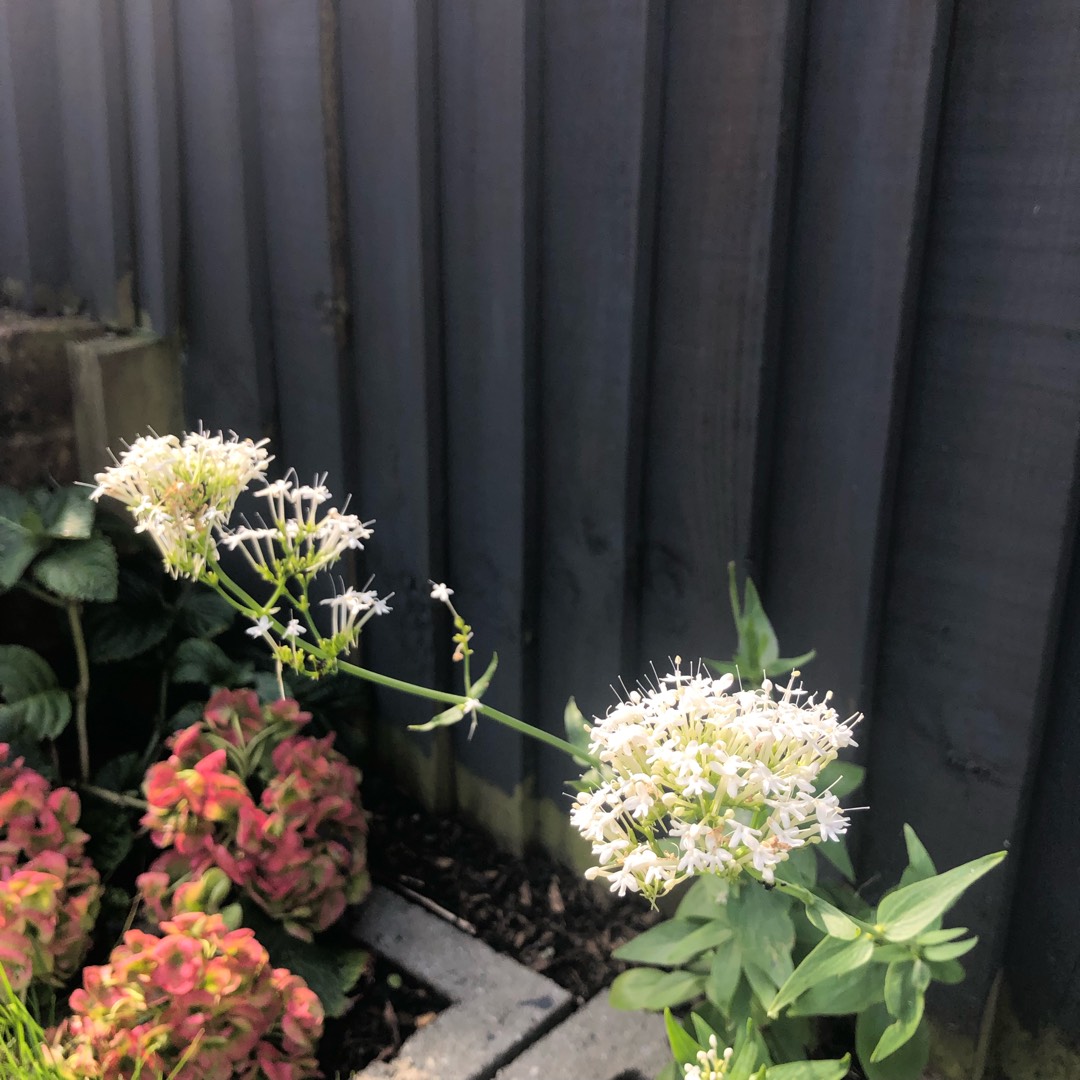 White Valerian in the GardenTags plant encyclopedia