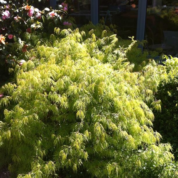 Acer Palmatum Dissectum 'Green Lace', Cut-Leaved Japanese Maple 'Green ...