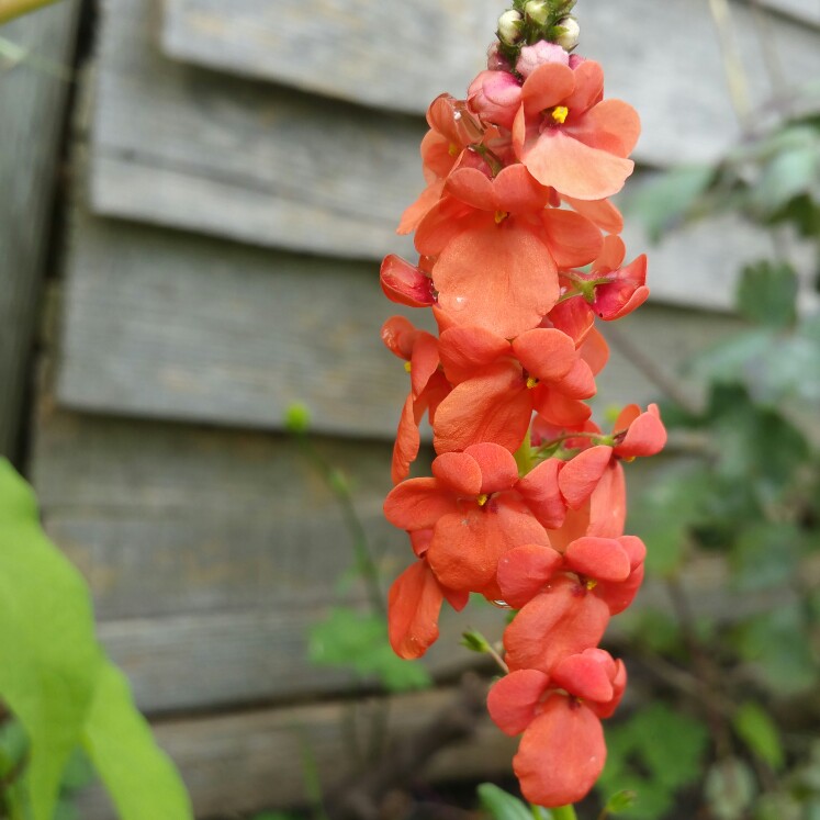 Twinspur Orange in the GardenTags plant encyclopedia