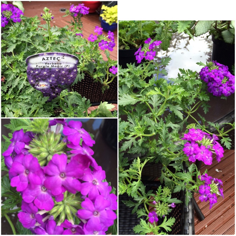 Verbena Aztec Purple Magic in the GardenTags plant encyclopedia