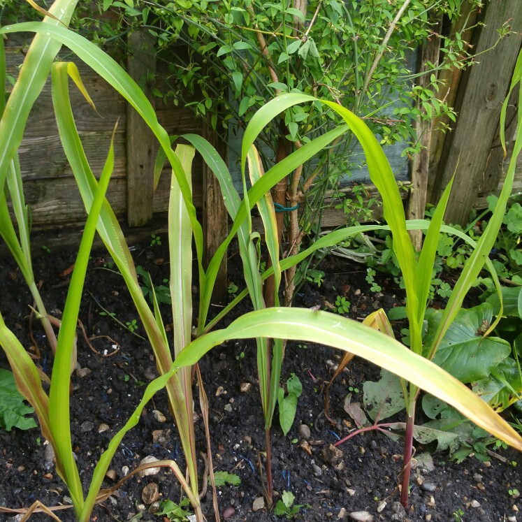 Sweet Corn Minor F1 in the GardenTags plant encyclopedia