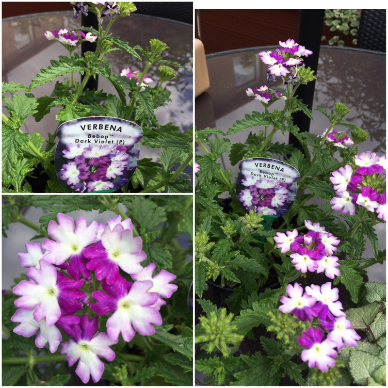 Verbena Bebop Dark Violet in the GardenTags plant encyclopedia