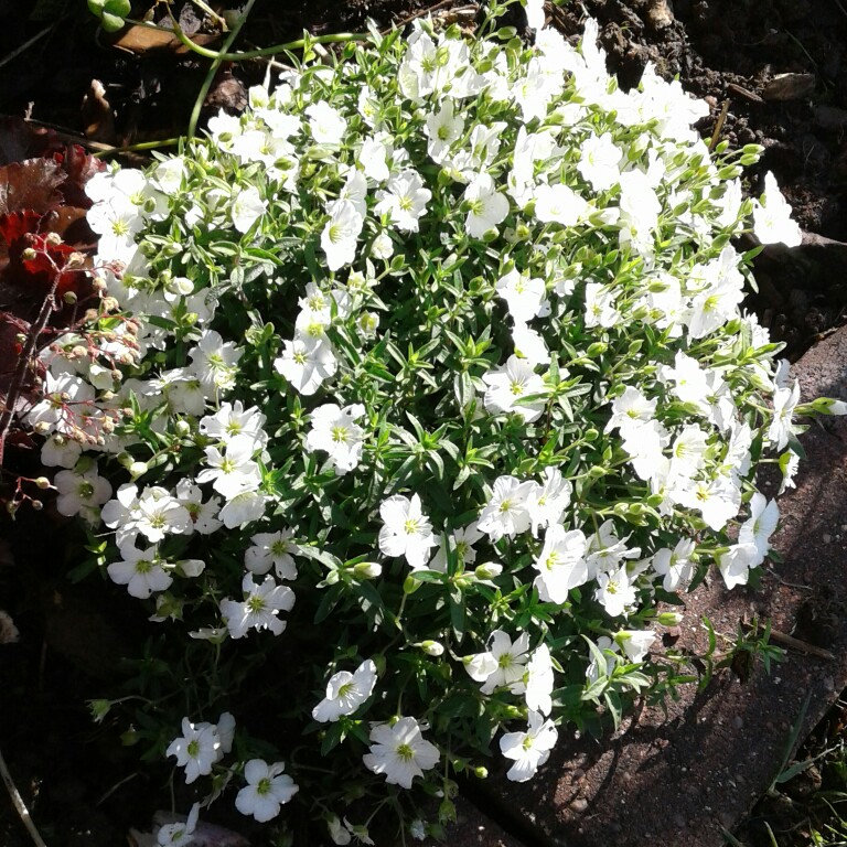 Arenaria Montana 'Blizzard', Sandwort 'Blizzard' in GardenTags plant ...