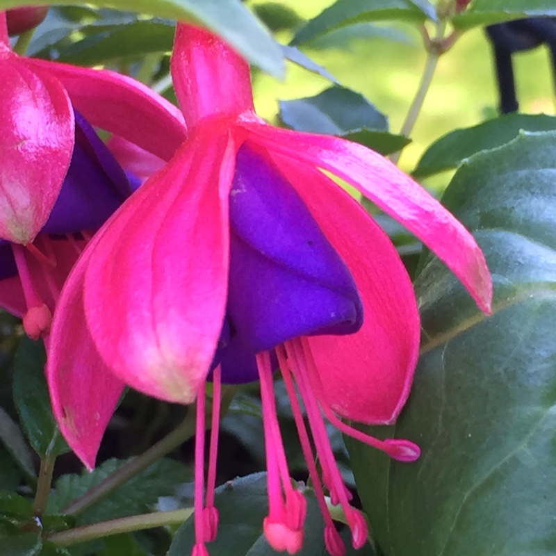 Fuchsia Tom Thumb in the GardenTags plant encyclopedia