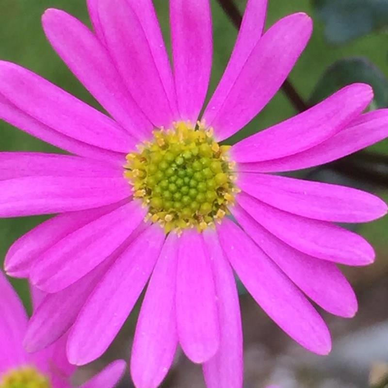 Surdaisy Strawberry Pink in the GardenTags plant encyclopedia