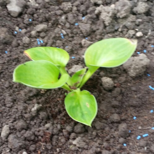 Plantain Lily Miracle Lemony in the GardenTags plant encyclopedia