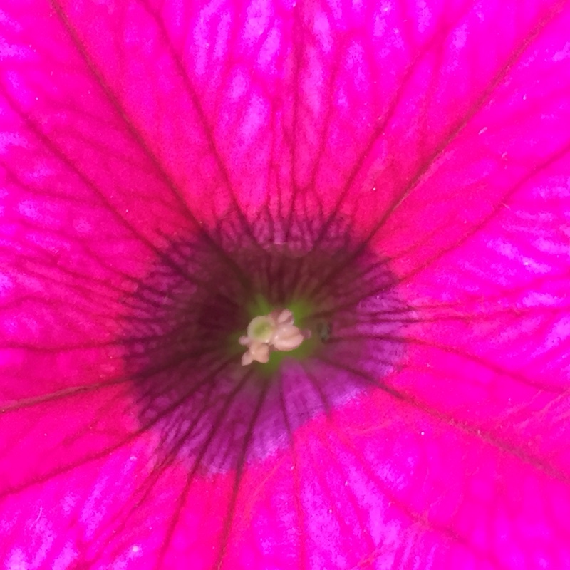 Petunia Patio Hot Pink in the GardenTags plant encyclopedia