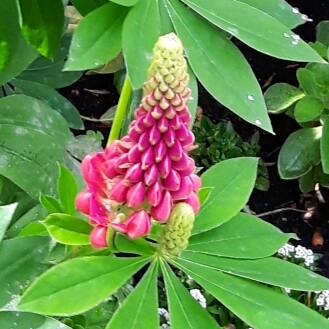 Lupin Gallery Red in the GardenTags plant encyclopedia