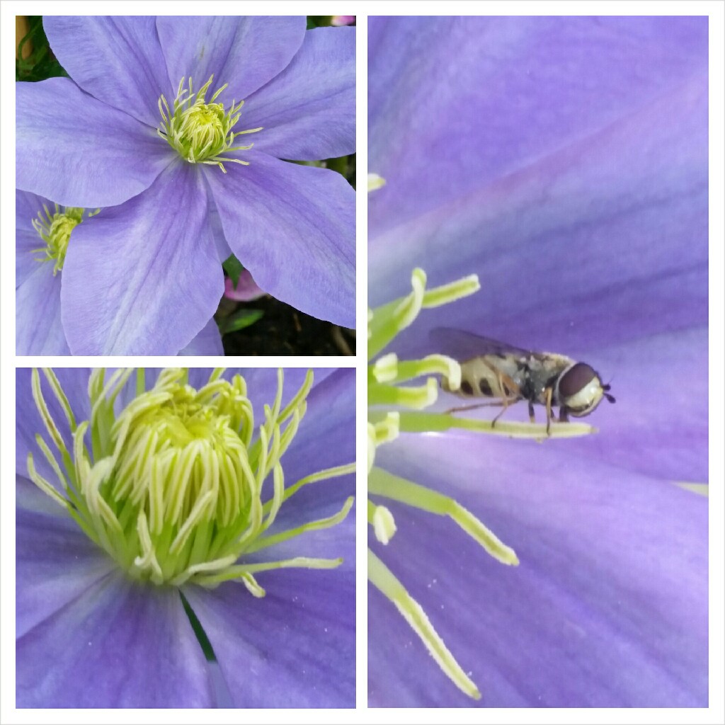 Clematis Fujimisume in the GardenTags plant encyclopedia