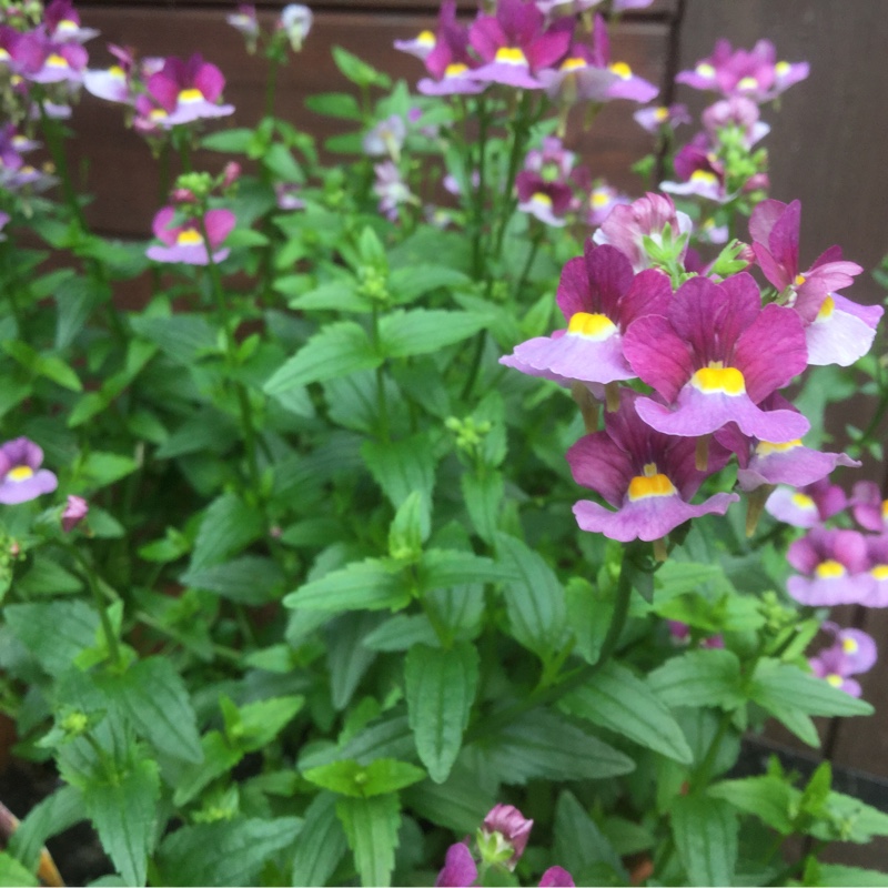 Nemesia Fantasy Pink in the GardenTags plant encyclopedia