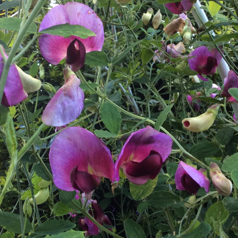 Everlasting Pea in the GardenTags plant encyclopedia