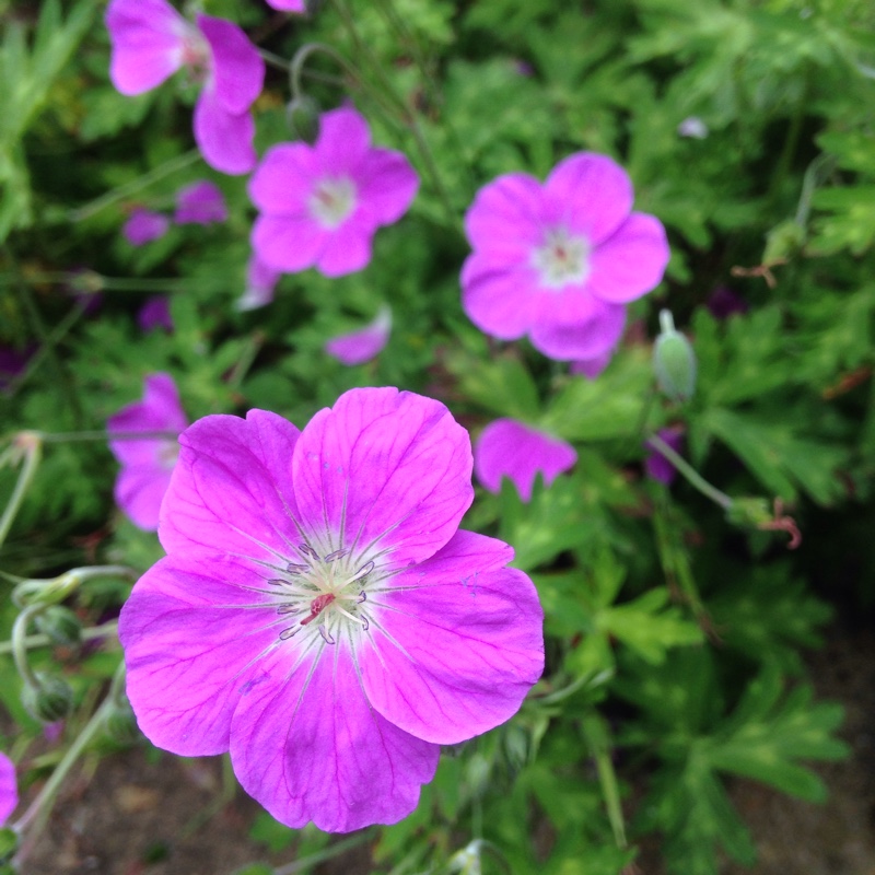 Geranium tibeticum in the GardenTags plant encyclopedia