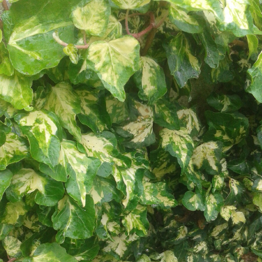 Variegated Ivy Golden Jytte in the GardenTags plant encyclopedia