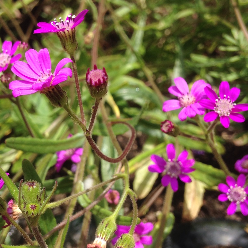 Pink ragwort in the GardenTags plant encyclopedia