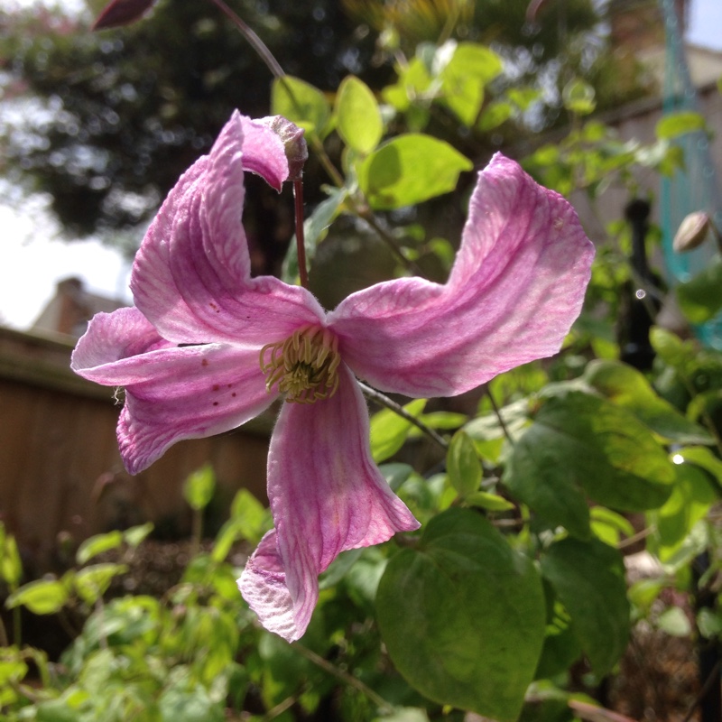 Clematis Pagoda in the GardenTags plant encyclopedia