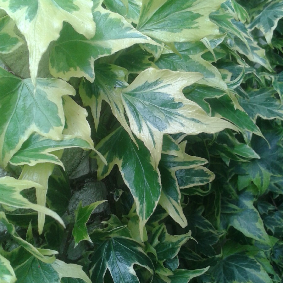 Variegated Ivy Yellow Ripple in the GardenTags plant encyclopedia