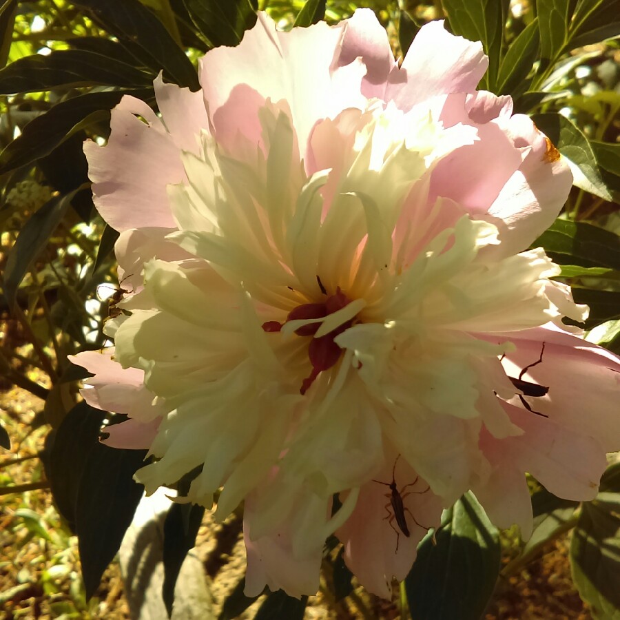 Peony Reine Hortense (Herbaceous) in the GardenTags plant encyclopedia