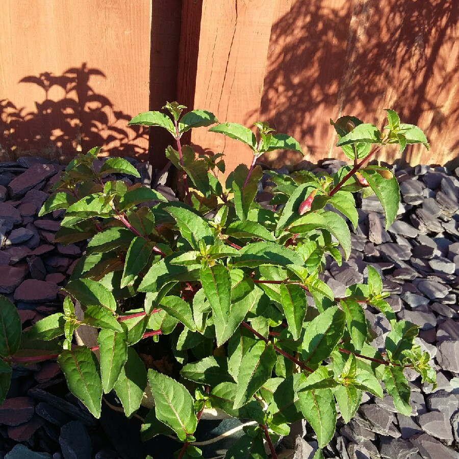 Fuchsia Snowcap in the GardenTags plant encyclopedia