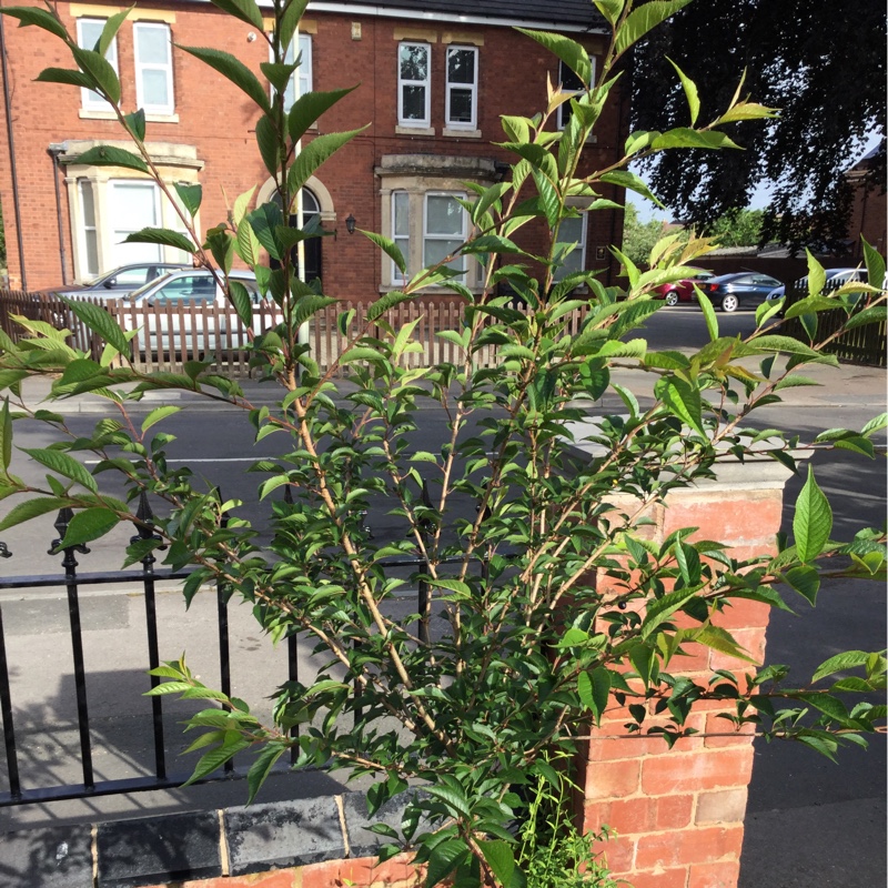 Flowering Cherry Tree Hally Jolivette in the GardenTags plant encyclopedia