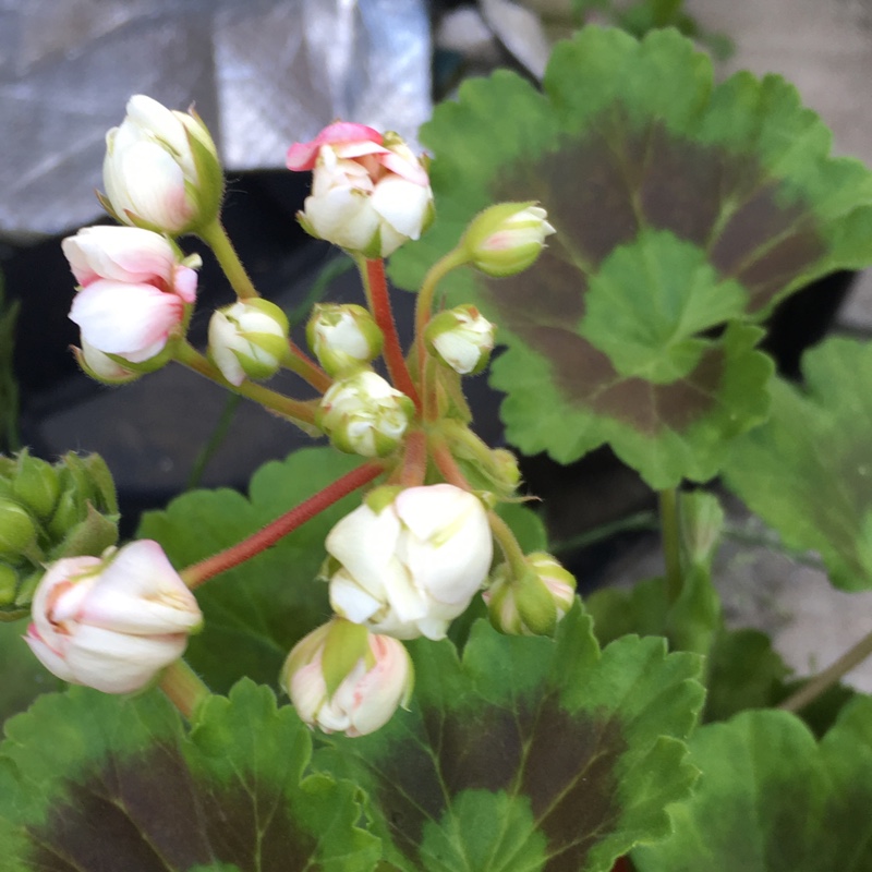 Pelargonium Apple Blossom (Zonal) in the GardenTags plant encyclopedia