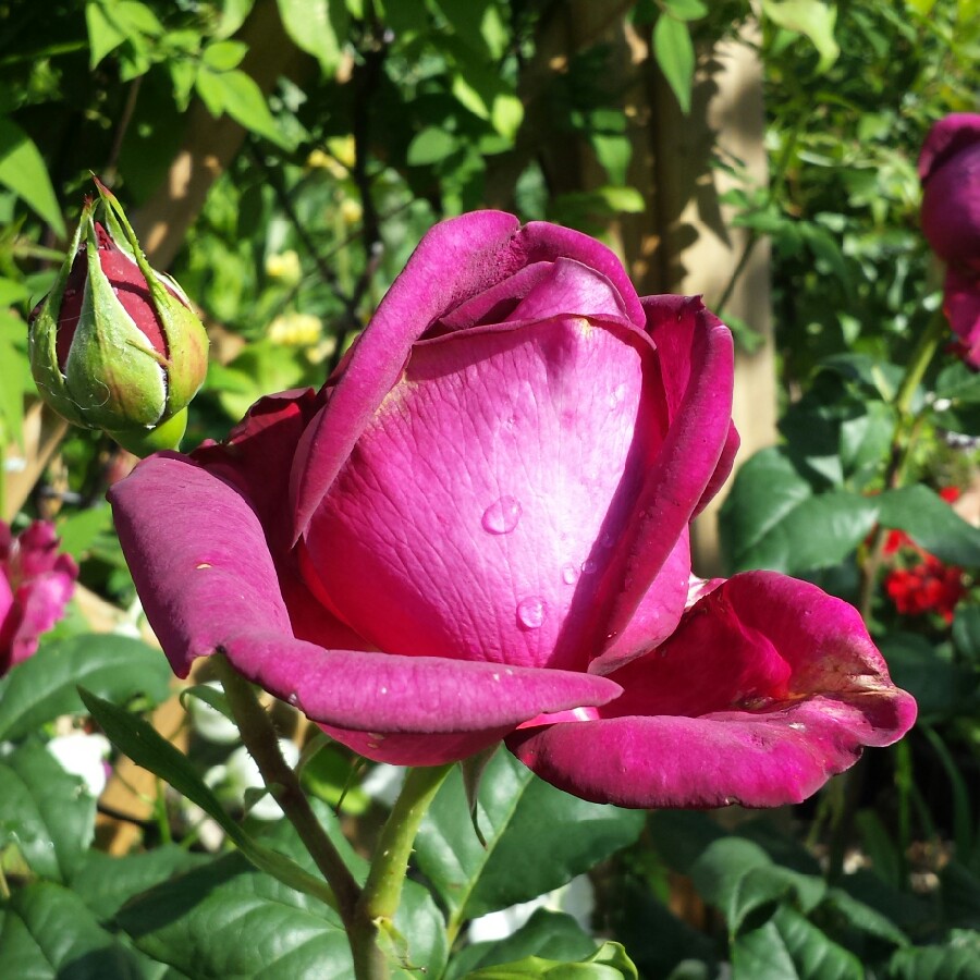 Rose Pure Poetry (Hybrid Tea) in the GardenTags plant encyclopedia