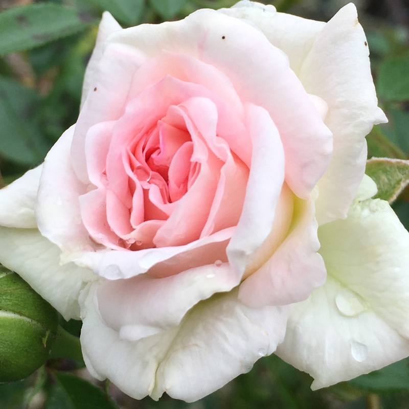 Rose Fair Eva (Miniature) in the GardenTags plant encyclopedia