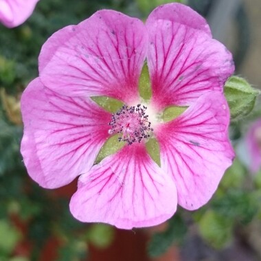 African Mallow Elegans Princess in the GardenTags plant encyclopedia