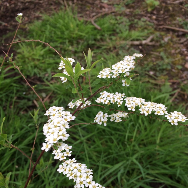 Spiraea Grefsheim in the GardenTags plant encyclopedia