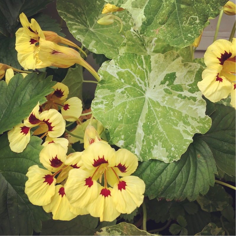 Nasturtium Cream Troika in the GardenTags plant encyclopedia