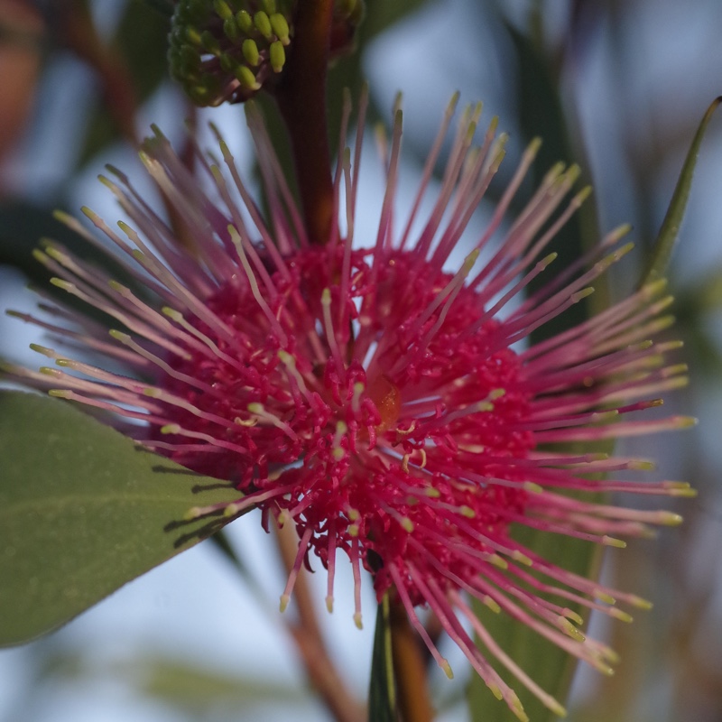 Sea Urchin Hakea in the GardenTags plant encyclopedia