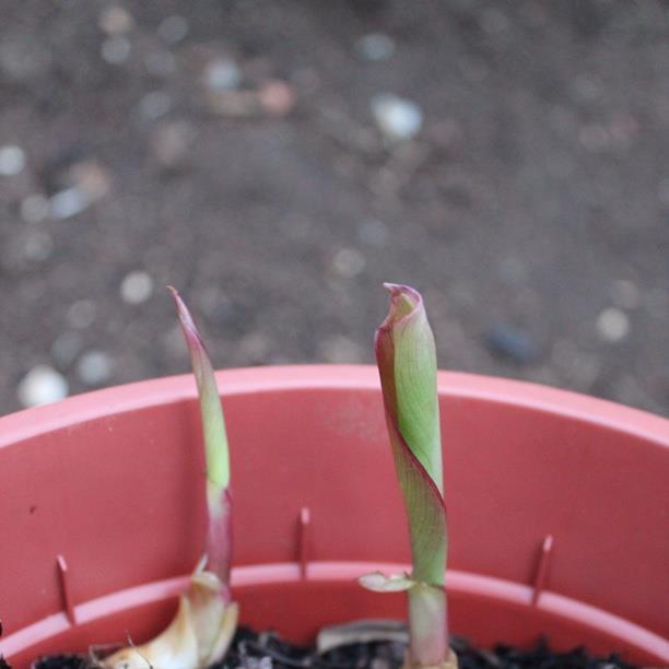 Canna Wyoming in the GardenTags plant encyclopedia