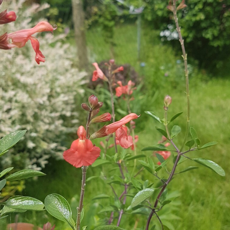 Salvia Peach in the GardenTags plant encyclopedia