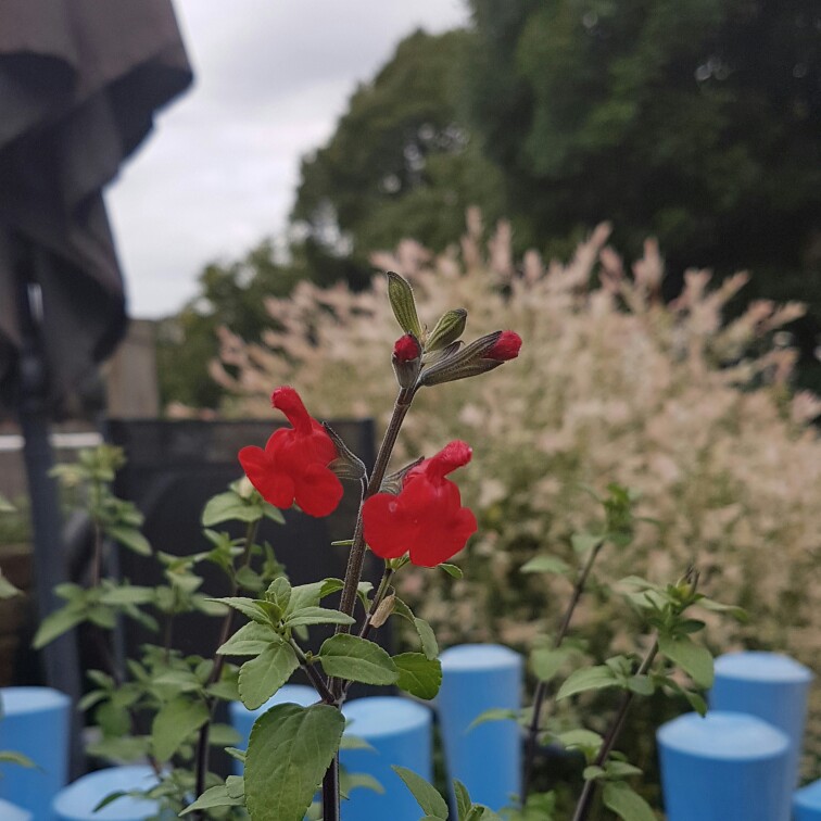 Salvia Belize in the GardenTags plant encyclopedia