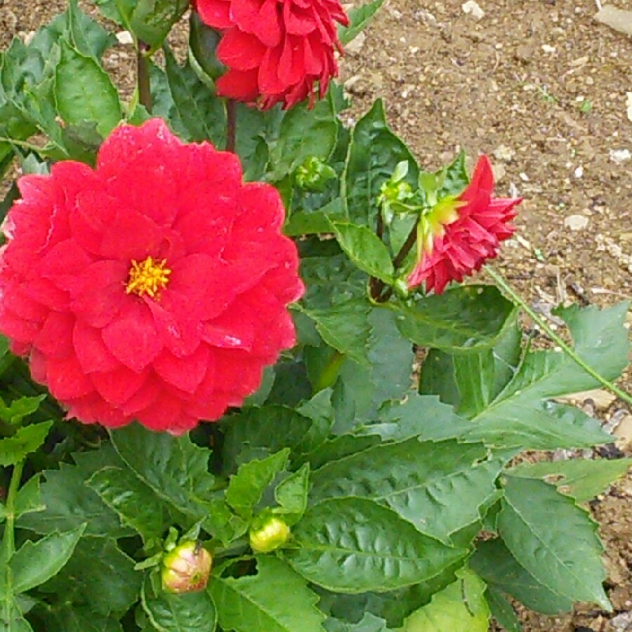 Dahlia Dalina Maxi Topia in the GardenTags plant encyclopedia