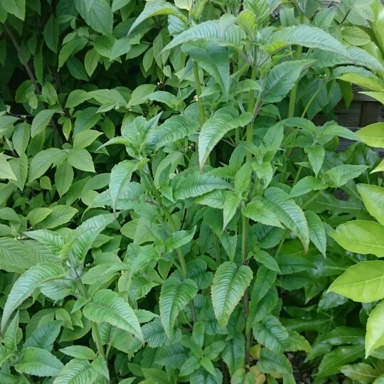 Bergamot Loddon Crown in the GardenTags plant encyclopedia